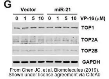 Anti-Topoisomerase II beta antibody [C3], C-term used in Western Blot (WB). GTX102640