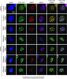 Anti-MDC1 antibody [N2N3] used in Immunocytochemistry/ Immunofluorescence (ICC/IF). GTX102673