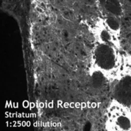 Anti-Mu Opioid receptor antibody used in IHC (Frozen sections) (IHC-Fr). GTX10275