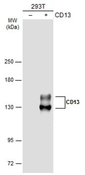 Anti-CD13 antibody used in Western Blot (WB). GTX102788
