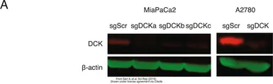 Anti-DCK antibody used in Western Blot (WB). GTX102800