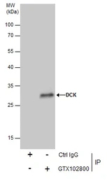 Anti-DCK antibody used in Immunoprecipitation (IP). GTX102800