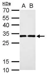 Anti-DCK antibody used in Western Blot (WB). GTX102800