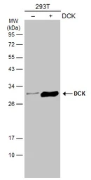 Anti-DCK antibody used in Western Blot (WB). GTX102800