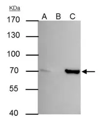 Anti-SHP1 antibody used in Immunoprecipitation (IP). GTX102864