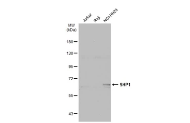 Anti-SHP1 antibody used in Western Blot (WB). GTX102864