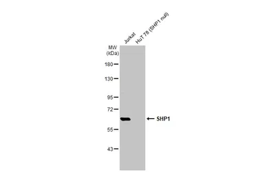 Anti-SHP1 antibody used in Western Blot (WB). GTX102864