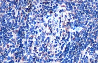 Anti-SHP1 antibody used in IHC (Paraffin sections) (IHC-P). GTX102864