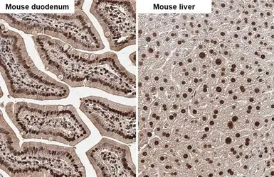 Anti-SHP1 antibody used in IHC (Paraffin sections) (IHC-P). GTX102864