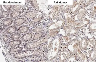 Anti-SHP1 antibody used in IHC (Paraffin sections) (IHC-P). GTX102864