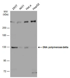 Anti-DNA polymerase delta antibody used in Western Blot (WB). GTX102888