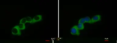 Anti-COL1A2 antibody [C2C3], C-term used in Immunocytochemistry/ Immunofluorescence (ICC/IF). GTX102996