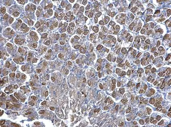 Anti-NNT antibody used in IHC (Paraffin sections) (IHC-P). GTX103015