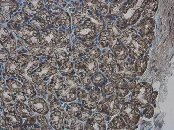 Anti-GLMN antibody used in IHC (Paraffin sections) (IHC-P). GTX103064