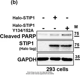 Anti-STIP1 antibody used in Western Blot (WB). GTX103068