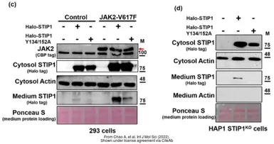 Anti-STIP1 antibody used in Western Blot (WB). GTX103068