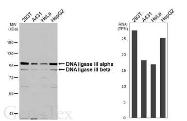 Anti-DNA ligase III antibody used in Western Blot (WB). GTX103172