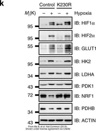 Anti-NRF1 antibody used in Western Blot (WB). GTX103179