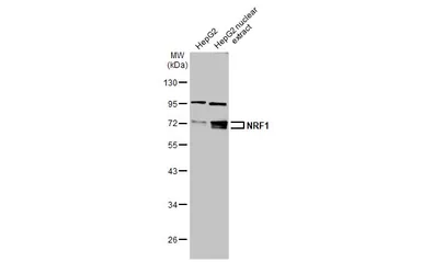 Anti-NRF1 antibody used in Western Blot (WB). GTX103179