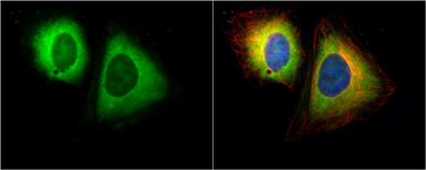Anti-RanBP1 antibody [N1C3] used in Immunocytochemistry/ Immunofluorescence (ICC/IF). GTX103192