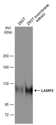 Anti-LAMP2 antibody used in Western Blot (WB). GTX103214
