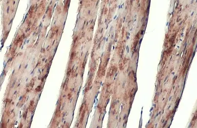 Anti-alpha Actinin 2 antibody [N1N3] used in IHC (Paraffin sections) (IHC-P). GTX103219