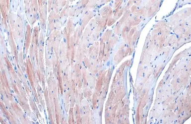 Anti-alpha Actinin 2 antibody [N1N3] used in IHC (Paraffin sections) (IHC-P). GTX103219