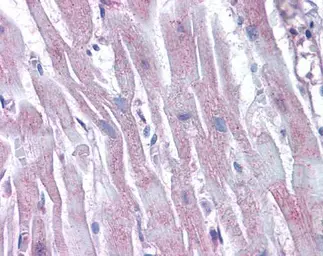 Anti-Arp2 antibody [N1C3] used in IHC (Paraffin sections) (IHC-P). GTX103311