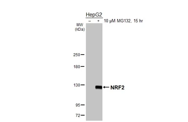 Anti-NRF2 antibody [N2C2], Internal used in Western Blot (WB). GTX103322