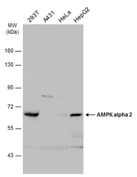 Anti-AMPK alpha 2 antibody used in Western Blot (WB). GTX103487