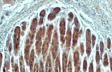 Anti-AMPK alpha 2 antibody used in IHC (Paraffin sections) (IHC-P). GTX103487
