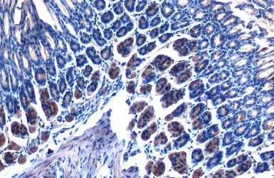 Anti-AMPK alpha 2 antibody used in IHC (Paraffin sections) (IHC-P). GTX103487