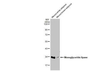Anti-Monoglyceride lipase antibody used in Western Blot (WB). GTX103517