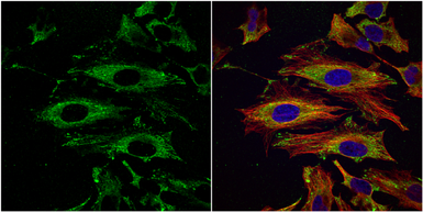 Anti-UAP1 antibody [N1C3] used in Immunocytochemistry/ Immunofluorescence (ICC/IF). GTX103592