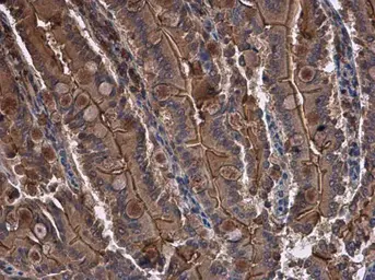 Anti-CYR61 antibody [N1C3] used in IHC (Paraffin sections) (IHC-P). GTX103669