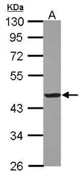 Anti-Creatine kinase (muscle) antibody [N1C3] used in Western Blot (WB). GTX103792