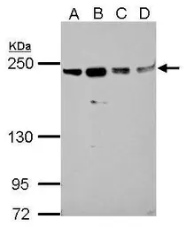 Anti-SLK antibody used in Western Blot (WB). GTX103840