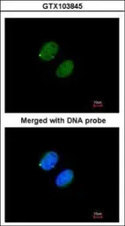 Anti-PSMA5 antibody used in Immunocytochemistry/ Immunofluorescence (ICC/IF). GTX103845