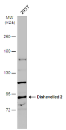 Anti-Dishevelled 2 antibody [N2C2], Internal used in Western Blot (WB). GTX103878