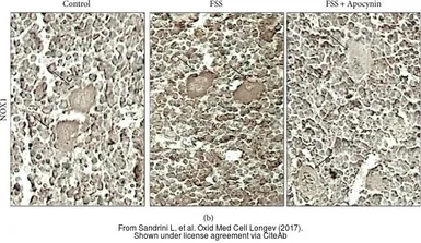 Anti-NOX1 antibody used in IHC (Paraffin sections) (IHC-P). GTX103888