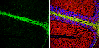Anti-CNPase antibody used in IHC (Frozen sections) (IHC-Fr). GTX103954