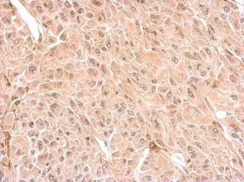 Anti-CNPase antibody used in IHC (Paraffin sections) (IHC-P). GTX103954