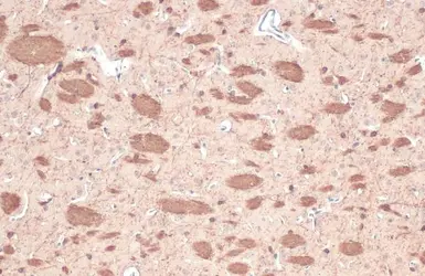 Anti-CNPase antibody used in IHC (Paraffin sections) (IHC-P). GTX103954
