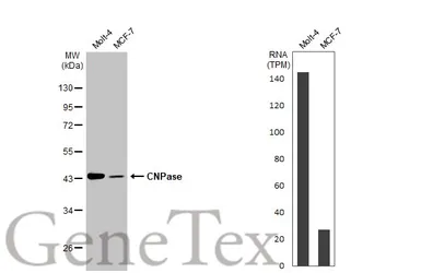 Anti-CNPase antibody used in Western Blot (WB). GTX103954