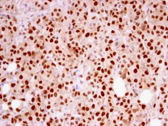 Anti-RFC4 antibody [N1C3] used in IHC (Paraffin sections) (IHC-P). GTX104052