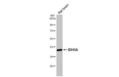 Anti-IDH3A antibody used in Western Blot (WB). GTX104073