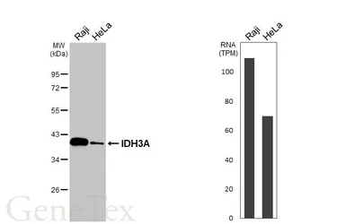 Anti-IDH3A antibody used in Western Blot (WB). GTX104073