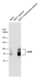 Anti-CD98 antibody [N1C2] used in Western Blot (WB). GTX104108