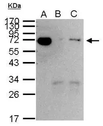 Anti-Hsp70 antibody used in Immunoprecipitation (IP). GTX104126