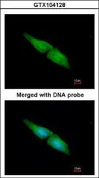 Anti-MAPK4 antibody [N1C1] used in Immunocytochemistry/ Immunofluorescence (ICC/IF). GTX104128